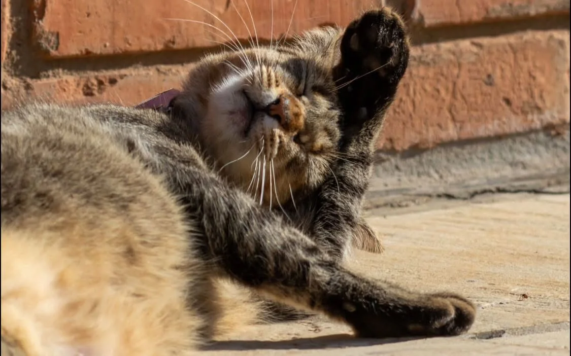 Gato del barrio descansando al sol