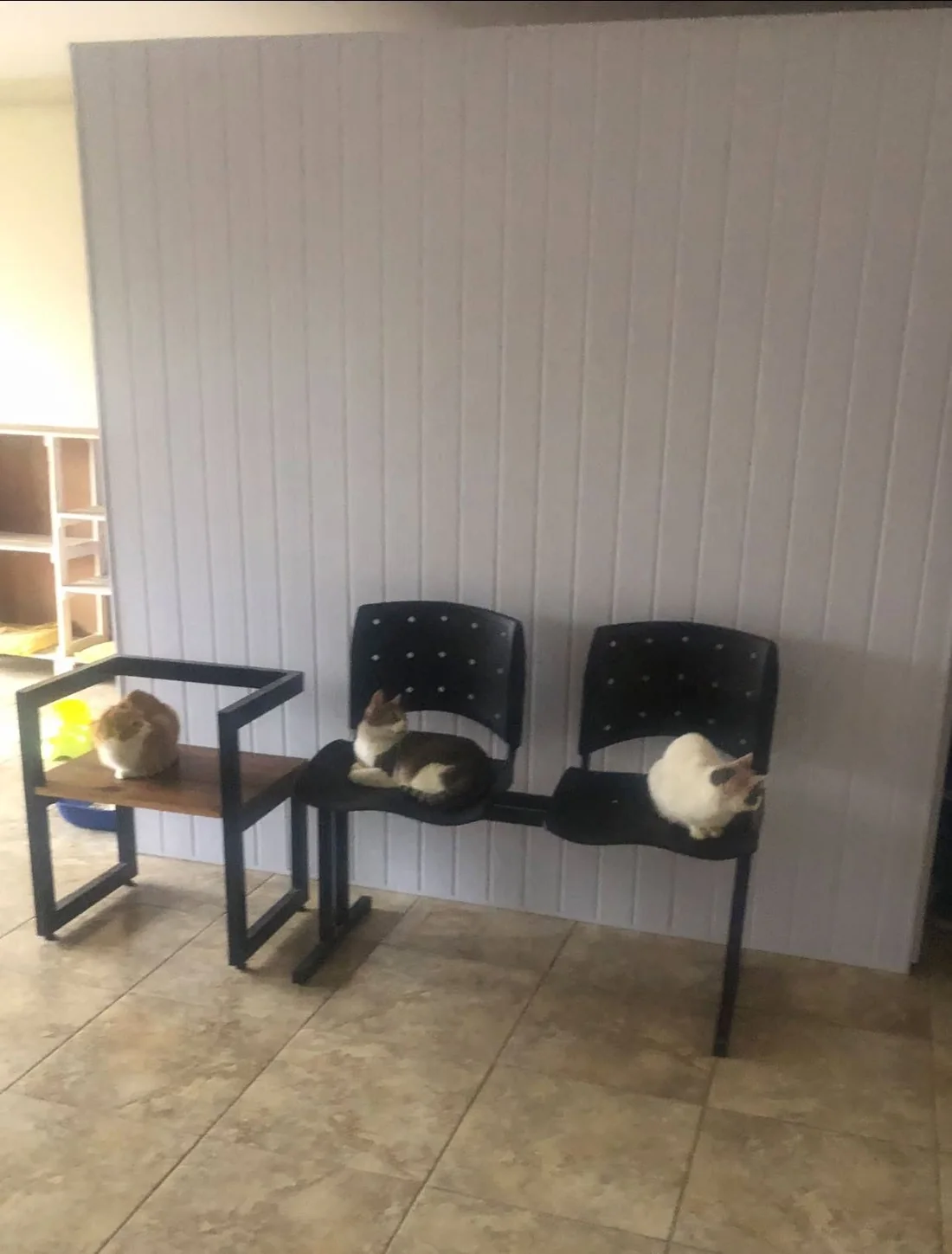 Sala de espera con gatos de la casa